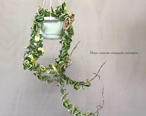 ホヤ カルノーサ コンパクタ バリエガータ 一輪挿し・花瓶・花器