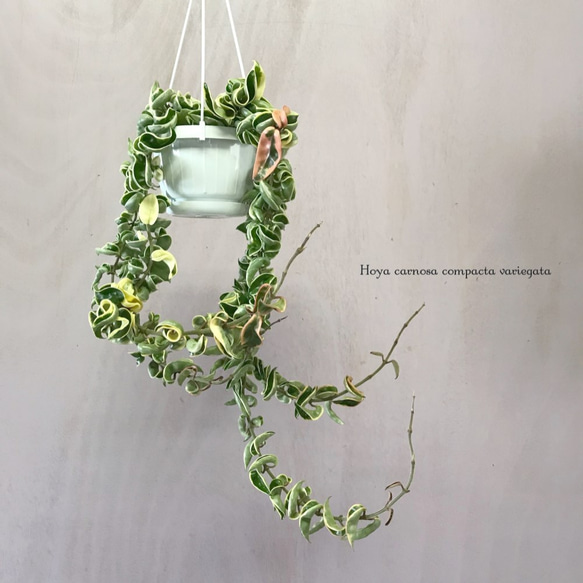 ホヤ カルノーサコンパクタ バリエガータ 14722_1.jpg