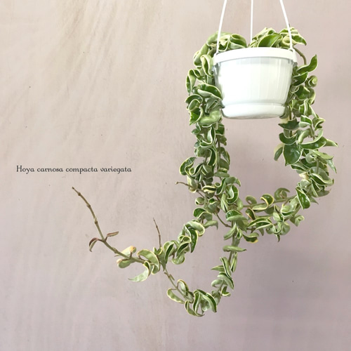 ホヤ カルノーサ コンパクタ バリエガータ 一輪挿し・花瓶・花器