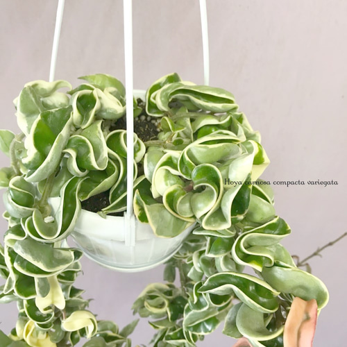 ホヤ カルノーサコンパクタ バリエガータ IMG_1344.jpg