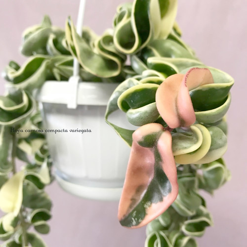 ホヤ カルノーサ コンパクタ バリエガータ 一輪挿し・花瓶・花器