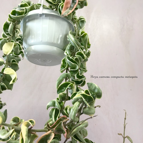 ホヤ カルノーサ コンパクタ バリエガータ 一輪挿し・花瓶・花器