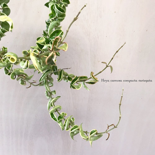 ホヤ カルノーサ コンパクタ バリエガータ 一輪挿し・花瓶・花器