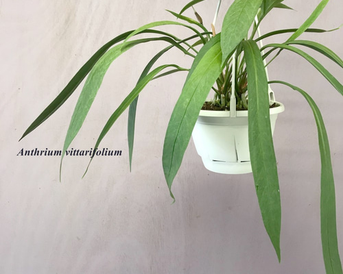 スウィズン【発送日12月7日】 アンスリウム・ビッタリフォリウム スウィズン【発送日12月7日】 様専用アンスリウム・ビッタリフォリウム