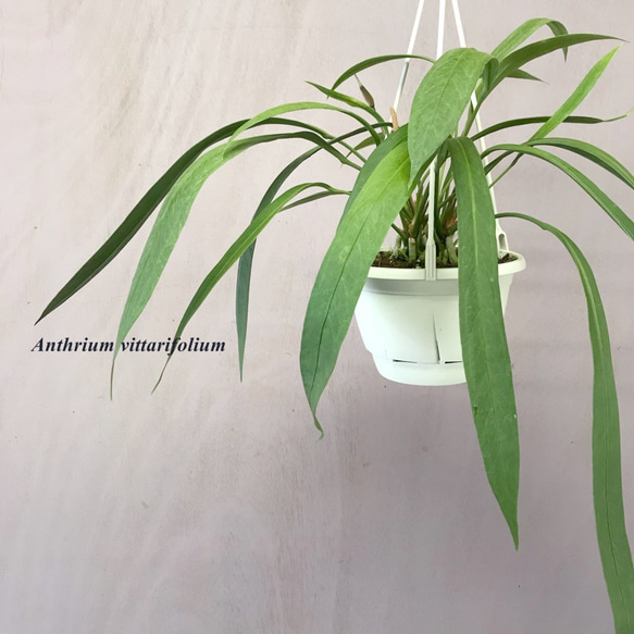 アンスリウム・ビッタリフォリウム（原種系） 一輪挿し・花瓶・花器