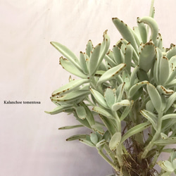 カランコエ・トメントーサ『月兎耳』　☘多肉植物　☘塊根植物　☘観葉植物 1枚目の画像