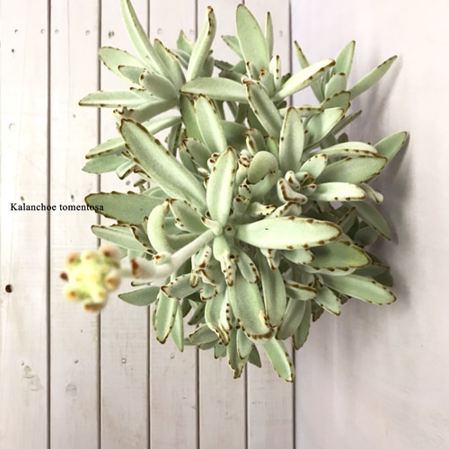 カランコエ・トメントーサ『月兎耳』 ☘多肉植物 ☘塊根植物 ☘観葉  