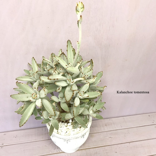 カランコエ・トメントーサ『月兎耳』 ☘多肉植物 ☘塊根植物 ☘観葉  