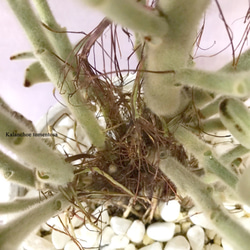 カランコエ・トメントーサ『月兎耳』　☘多肉植物　☘塊根植物　☘観葉植物 7枚目の画像