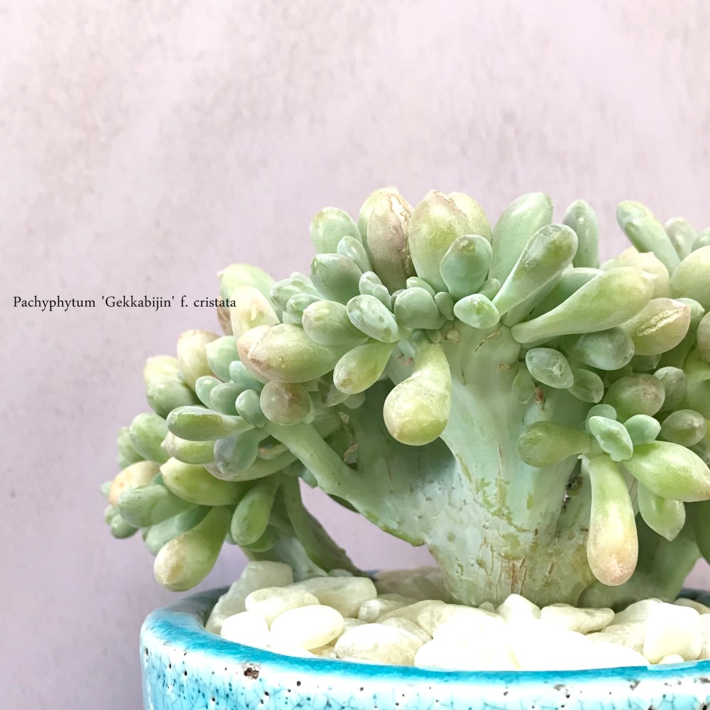 達磨紅頬美人錦大苗 多肉植物 となりあっ パキフィツム 