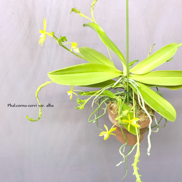 ファレノプシス・コルヌセルビ アルバ『原種コチョウラン』　☘多肉植物　☘塊根植物　☘観葉植物　☘蘭 3枚目の画像