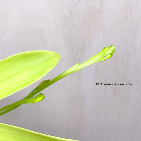 ファレノプシス・コルヌセルビ アルバ『原種コチョウラン』　☘多肉植物　☘塊根植物　☘観葉植物　☘蘭 6枚目の画像