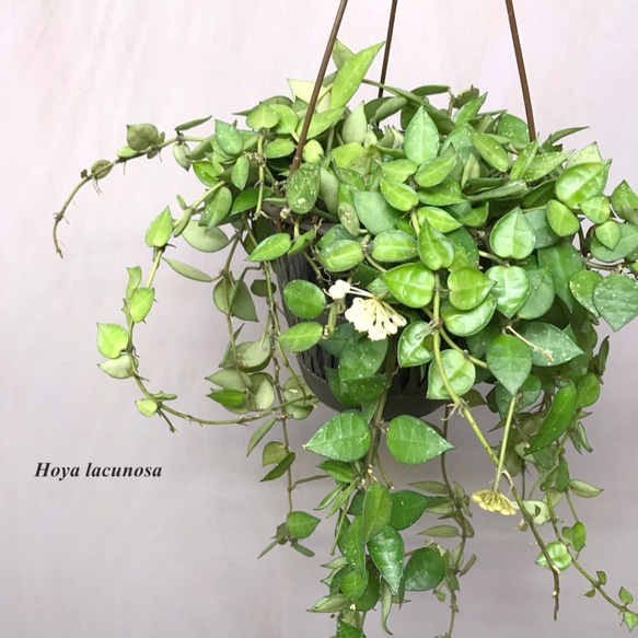 ホヤ・ラクノーサ　☘多肉植物　☘塊根植物　☘観葉植物  ☘サボテン 2枚目の画像