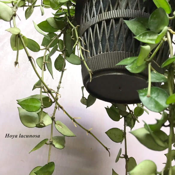 ホヤ・ラクノーサ　☘多肉植物　☘塊根植物　☘観葉植物  ☘サボテン 3枚目の画像