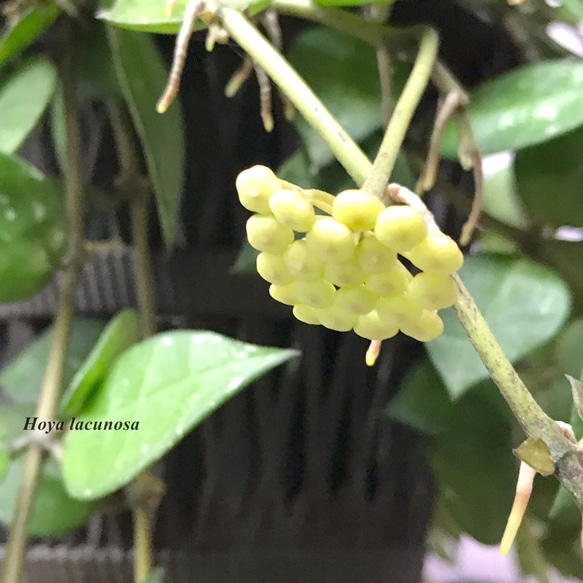 ホヤ・ラクノーサ　☘多肉植物　☘塊根植物　☘観葉植物  ☘サボテン 5枚目の画像