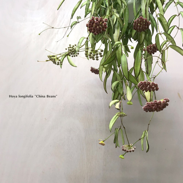 ホヤ チャイナビーンズ ☘多肉植物 ☘塊根植物 ☘観葉植物 ☘サボテン