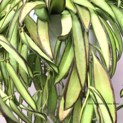 ホヤ チャイナビーンズ　☘多肉植物　☘塊根植物　☘観葉植物  ☘サボテン 5枚目の画像