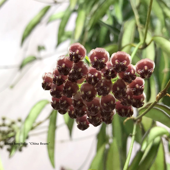 ホヤ チャイナビーンズ　☘多肉植物　☘塊根植物　☘観葉植物  ☘サボテン 6枚目の画像