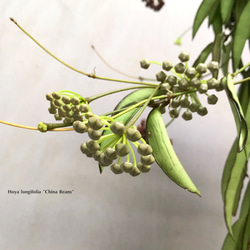 ホヤ チャイナビーンズ　☘多肉植物　☘塊根植物　☘観葉植物  ☘サボテン 7枚目の画像