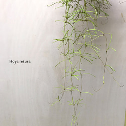 ホヤ・レツーサ　☘多肉植物　☘塊根植物　☘観葉植物  ☘サボテン 3枚目の画像