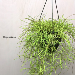 ホヤ・レツーサ　☘多肉植物　☘塊根植物　☘観葉植物  ☘サボテン 4枚目の画像