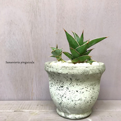 サンスベリア・ピングイキュラ　☘多肉植物　☘塊根植物　☘観葉植物  ☘サボテン 2枚目の画像
