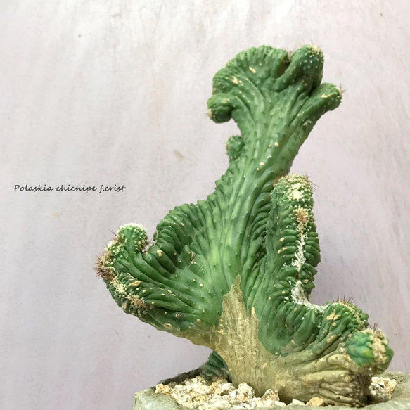 雷神閣 綴化 『ポラスキア』　☘多肉植物　☘塊根植物　☘観葉植物  ☘サボテン 1枚目の画像