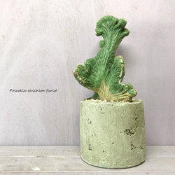 雷神閣 綴化 『ポラスキア』　☘多肉植物　☘塊根植物　☘観葉植物  ☘サボテン 2枚目の画像