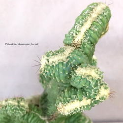 雷神閣 綴化 『ポラスキア』　☘多肉植物　☘塊根植物　☘観葉植物  ☘サボテン 6枚目の画像