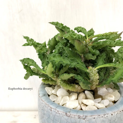 ユーフォルビア・デカリー　☘多肉植物　☘塊根植物　☘観葉植物  ☘サボテン 7枚目の画像