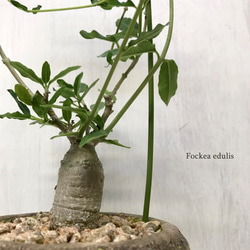フォッケア・エデュリス（火星人）　☘多肉植物　☘塊根植物　☘観葉植物  ☘サボテン 6枚目の画像