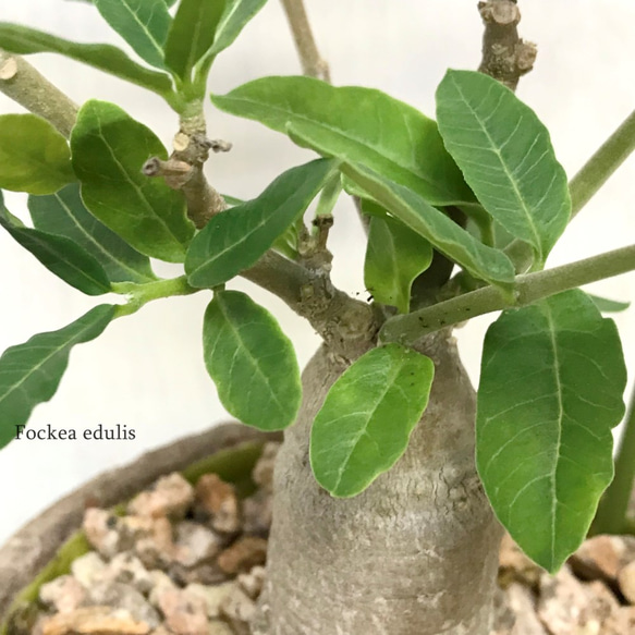 フォッケア・エデュリス（火星人）　☘多肉植物　☘塊根植物　☘観葉植物  ☘サボテン 7枚目の画像