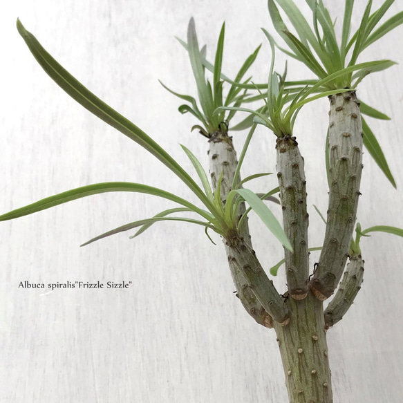 クレイニア・ネリイフォリア『モンキーツリー』　☘多肉植物　☘塊根植物　☘観葉植物  ☘サボテン 1枚目の画像