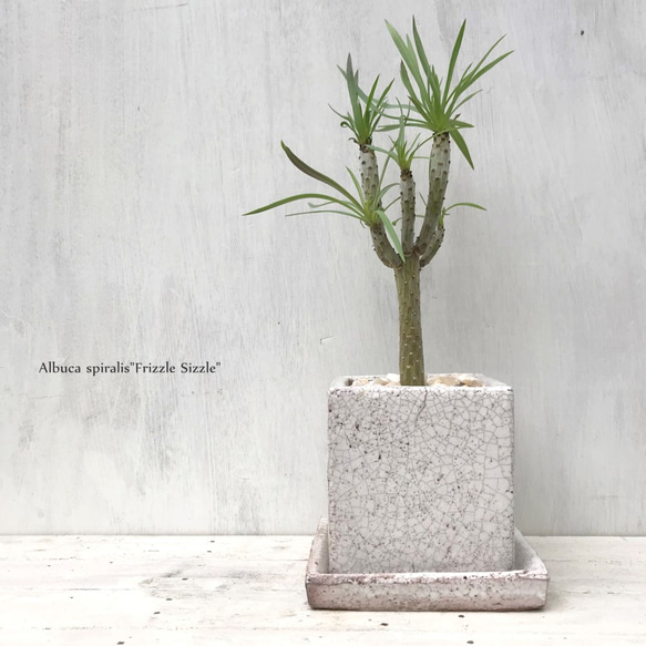 クレイニア・ネリイフォリア『モンキーツリー』　☘多肉植物　☘塊根植物　☘観葉植物  ☘サボテン 2枚目の画像