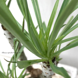 クレイニア・ネリイフォリア『モンキーツリー』　☘多肉植物　☘塊根植物　☘観葉植物  ☘サボテン 8枚目の画像