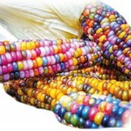 グラスジェムコーン・虹色とうもろこしの種 60粒 ・育てて使う