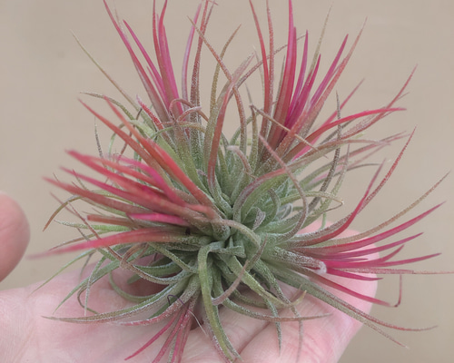 フエゴイエローのクランプ販売 フエゴイエローのクランプ販売 1_4dda780d42ef1d8eaef6b46f31a9