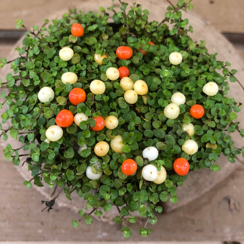 苔付き珊瑚 コケサンゴ 苔珊瑚 実色mix アートフラワー plant life 通販 10251720
