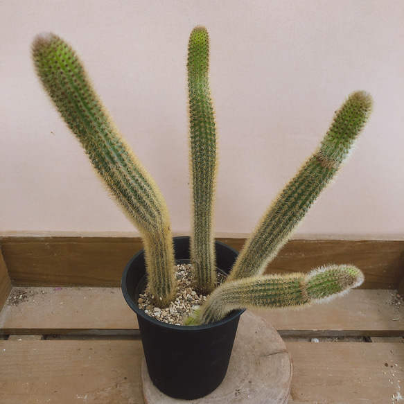 金紐サボテン 多肉植物 plant life 通販 10276902｜Creema(クリーマ)