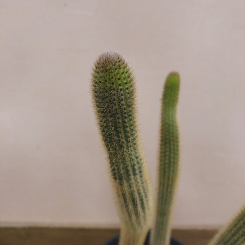 金紐サボテン 多肉植物 plant life 通販 10276902｜Creema(クリーマ