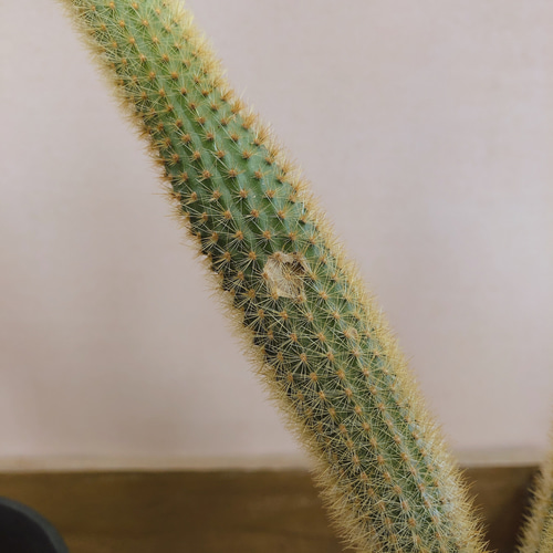 金紐サボテン 多肉植物 plant life 通販 10276902｜Creema(クリーマ