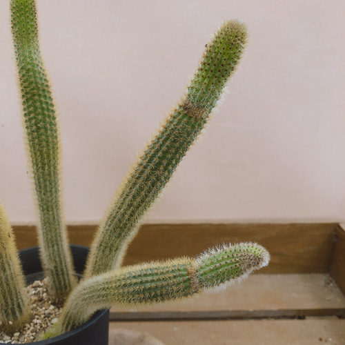 多肉植物　花サボテン　金紐シリーズ 金4番 2023年に咲いた サボテンの花｜🍀GreenSnap（グリーンスナップ） 多肉