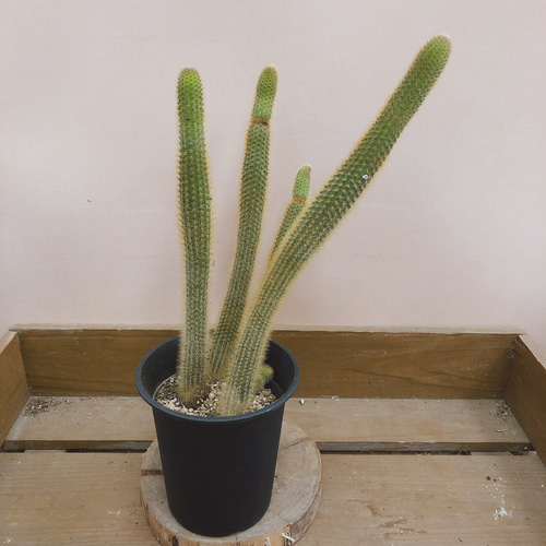 金紐サボテン 多肉植物 plant life 通販 10276902｜Creema(クリーマ)