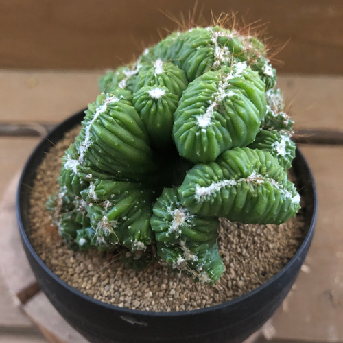 脳みそサボテン 残雪獅子 アートフラワー plant life 通販 10280101