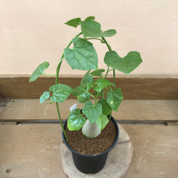 ゲラルダンサス マクロリザス アートフラワー plant life 通販