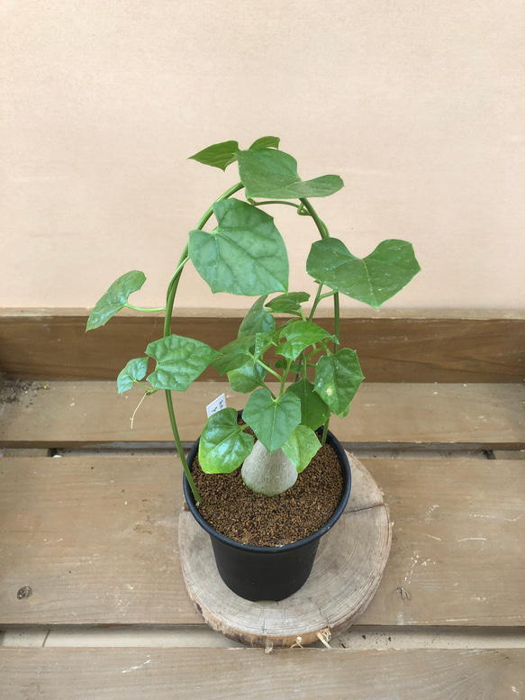 【美形ボコ肌　ゲラルダンサス　マクロリザス】盆栽風 美形ボコ肌 ゲラルダンサス マクロリザス】盆栽風