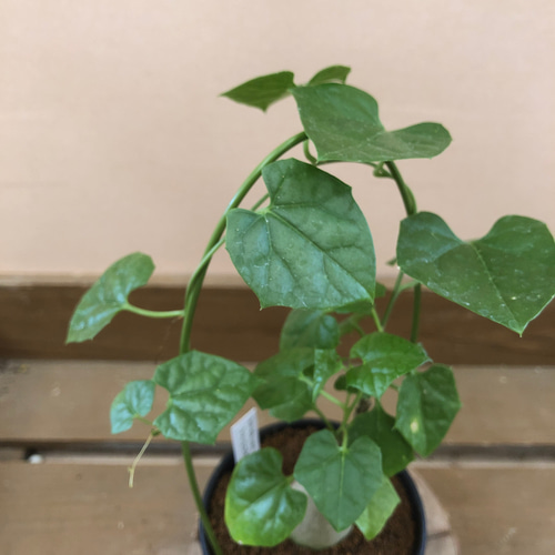 ゲラルダンサス マクロリザス アートフラワー plant life 通販