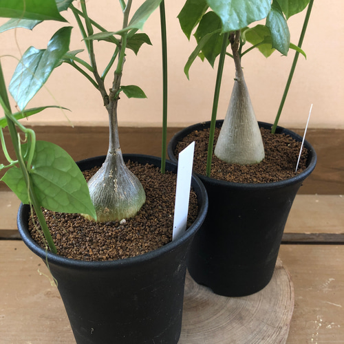 美形ボコ肌 ゲラルダンサス マクロリザス】盆栽風 美形ボコ肌