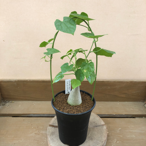 美形ボコ肌 ゲラルダンサス マクロリザス】盆栽風 ゲラルダンサス