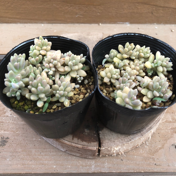 多肉植物✩.*˚姫秋麗 ポットごと